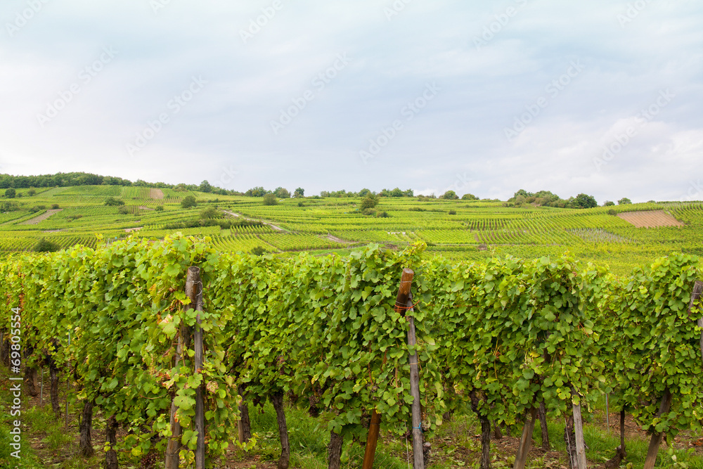Vignoble alsacien à Sigolsheim, Haut Rhin, Alsace