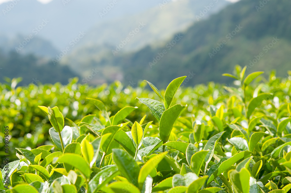 Fototapeta premium Tea Leaf with morning