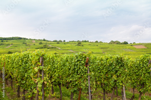 Vignoble alsacien à Sigolsheim, Haut Rhin, Alsace