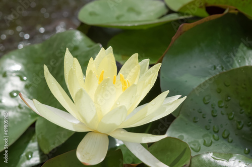 Water lily