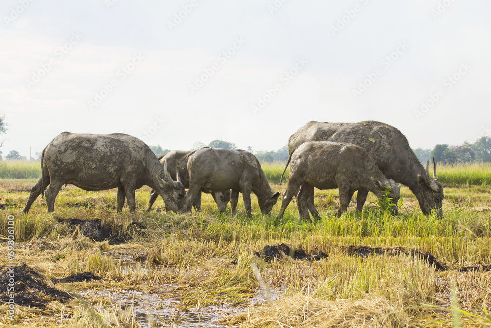 Buffalo in field thailand