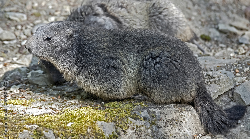 Marmot Marmot