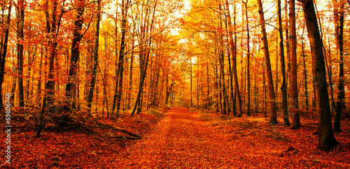 Way to forest in autumn #69806748