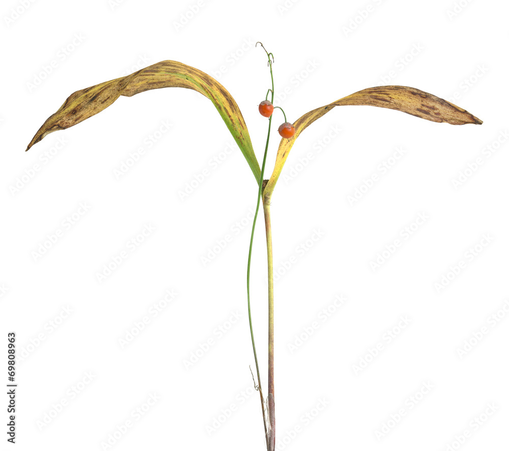 Autumn colors of Lily of the valley, Convallaria majalis Autumn colors of Lily of the valley, Convallaria majalis