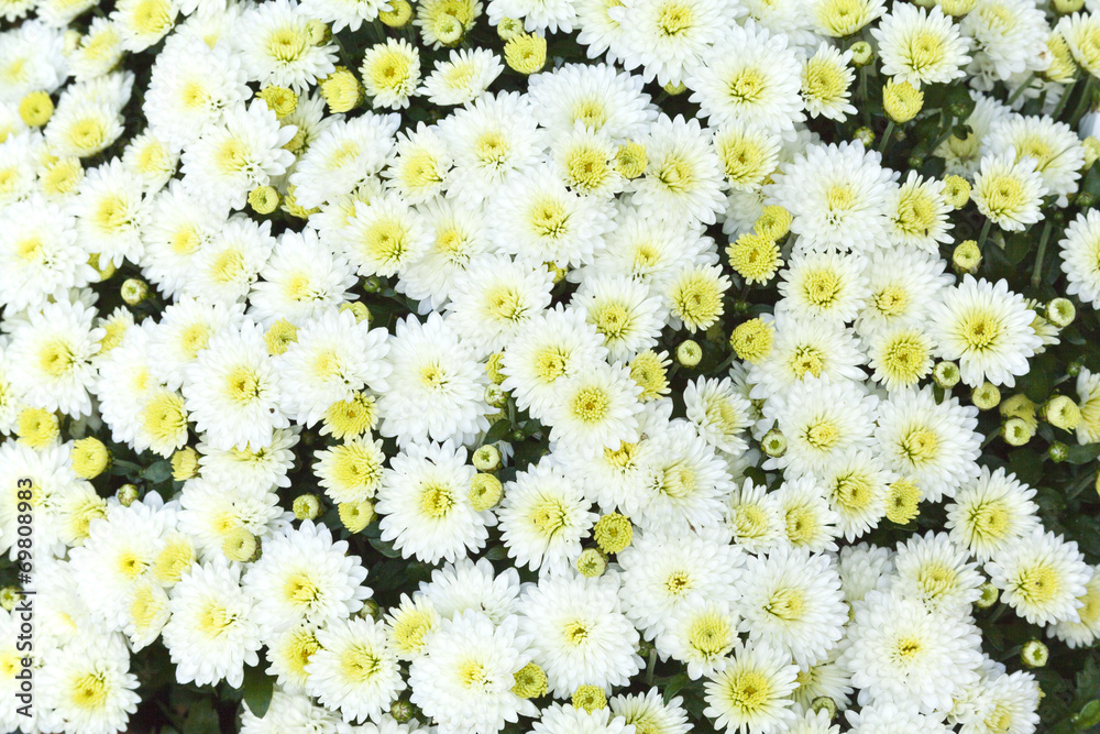 Weiße Chrysanthemen Weiße Chrysanthemen