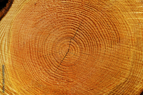 Holzscheibe mit Jahresringen