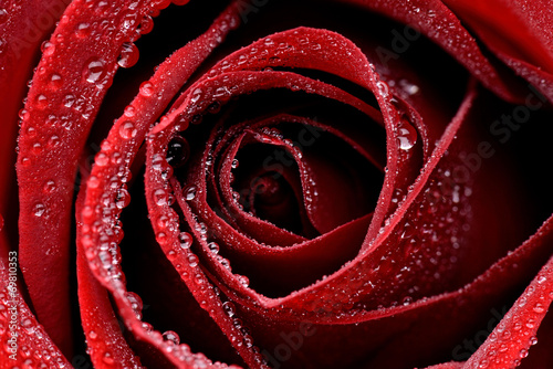 Zbliżenie czerwonej mokrej róży