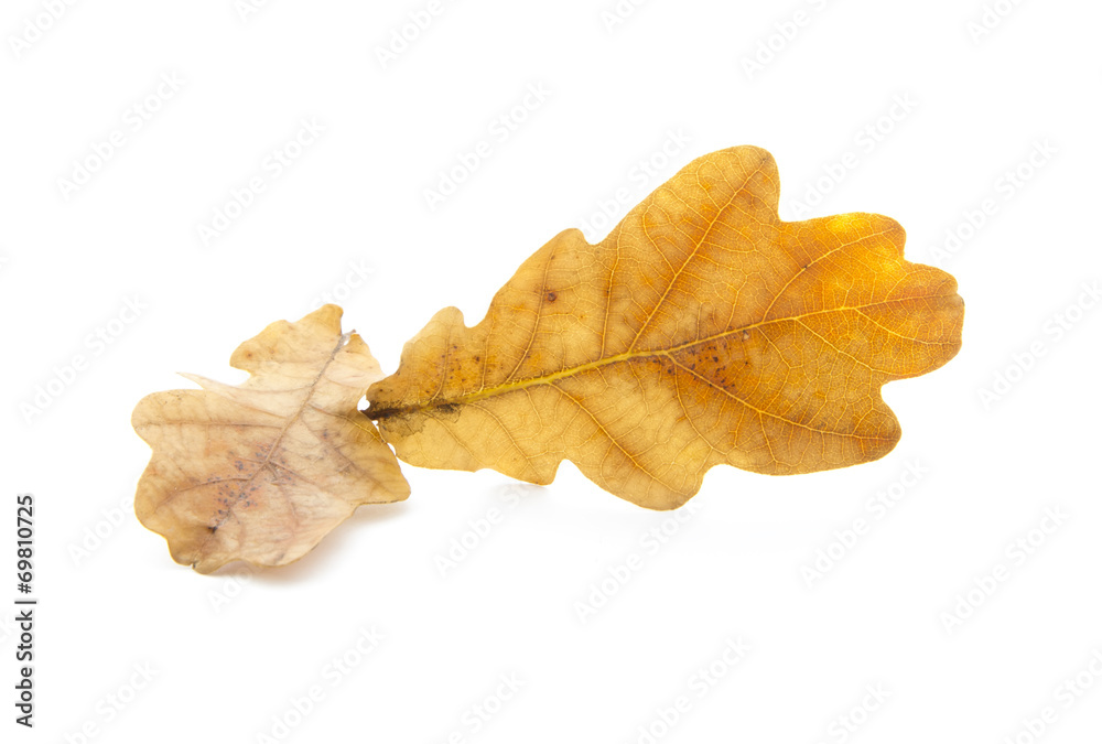 Naklejka premium oak leaves