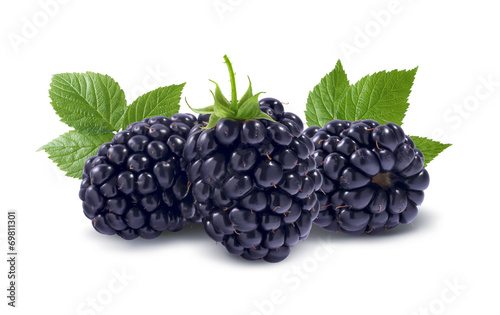 Line of three blackberries isolated on white background