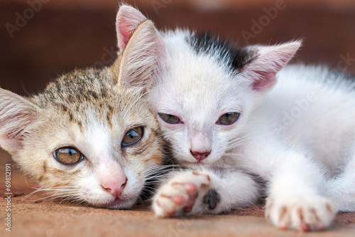 Two kittens close-up