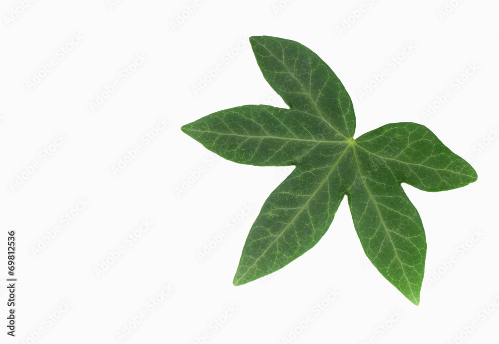 ivy leaf on white background ivy leaf on white background