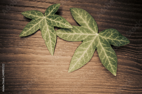 two ivy leaves on wood background