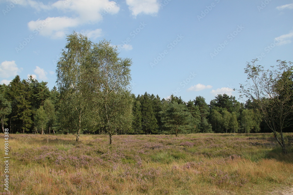 Friedliche Naturlandschaft in der Lüneburger Heide Friedliche Naturlandschaft in der Lüneburger Heide
