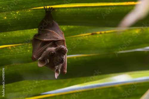 Peter's Dwarf Epauletted Fruit Bat (Micropteropus pusillus) hang