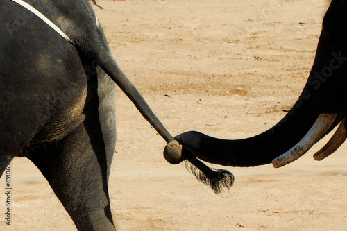 Elephants holding tail together. photo