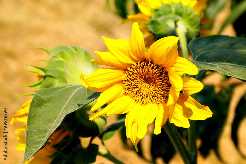 Obraz premium Decorative Sunflower