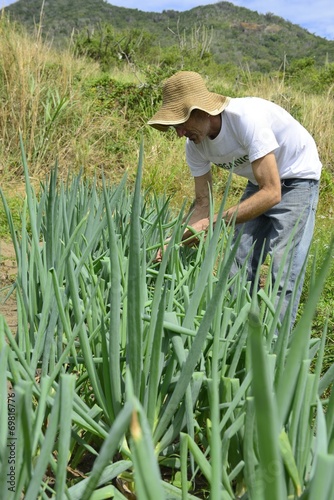 Agriculture: Farmer harvesting green onion