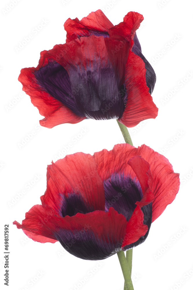 Fototapeta premium poppy