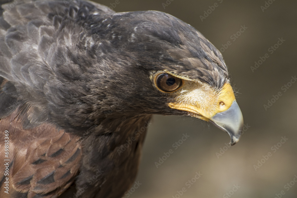 eagle brown plumage and pointed beak eagle brown plumage and pointed beak
