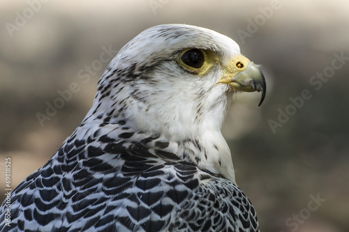 prey, beautiful white falcon with black and gray plumage
