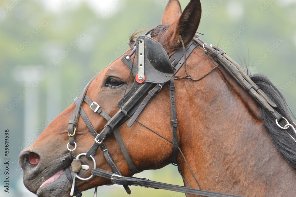 Obraz premium trotteur
