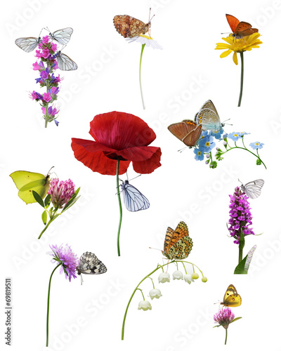 Behang butterflies on wildflowers, isolated on white background