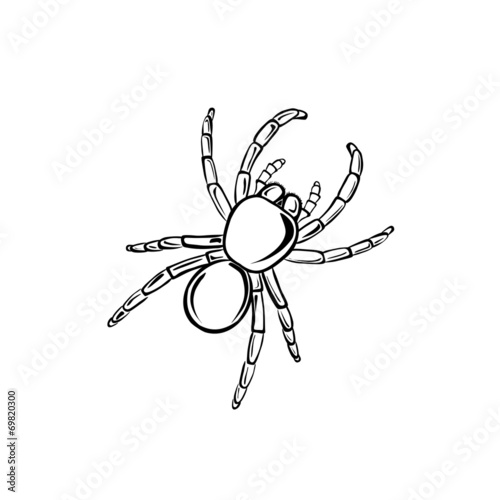 Tarantula