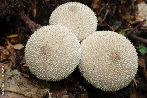 Vesse-de-loup perlée (Lycoperdon perlatum) photo
