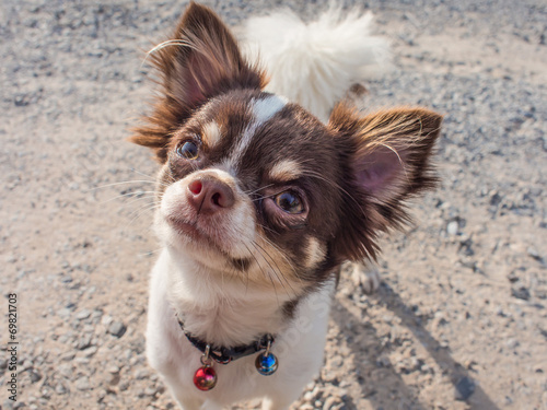 white with chocolate chihuahua dog