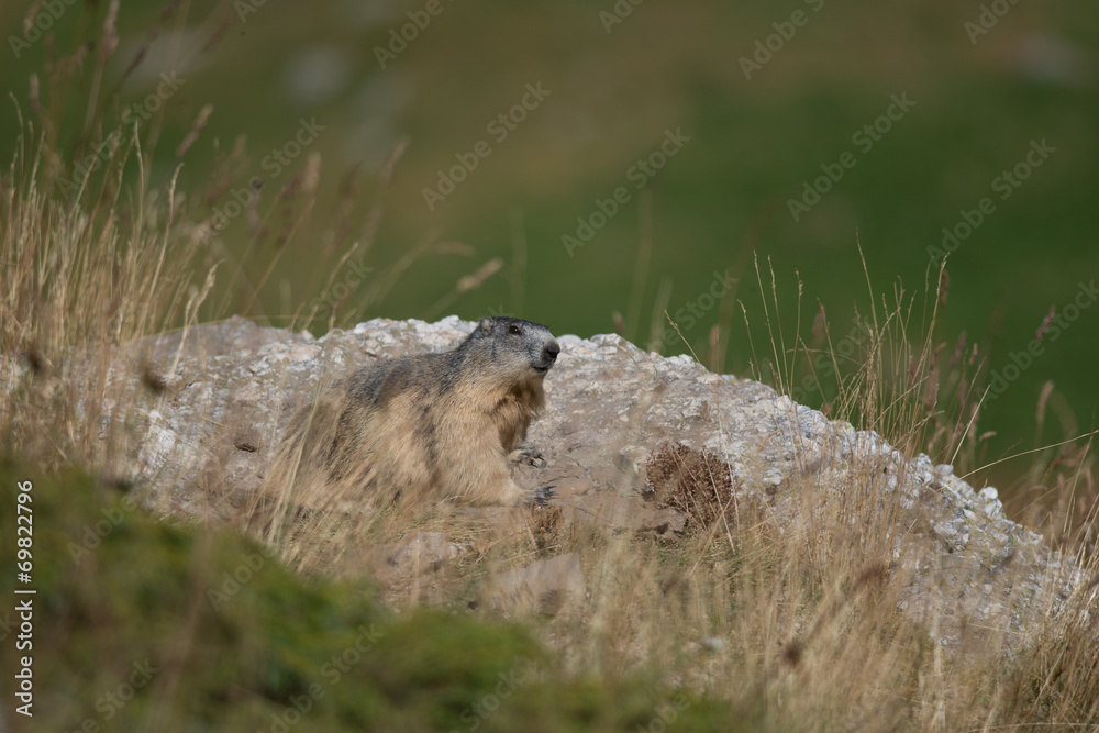 Fototapeta premium Alpine marmot