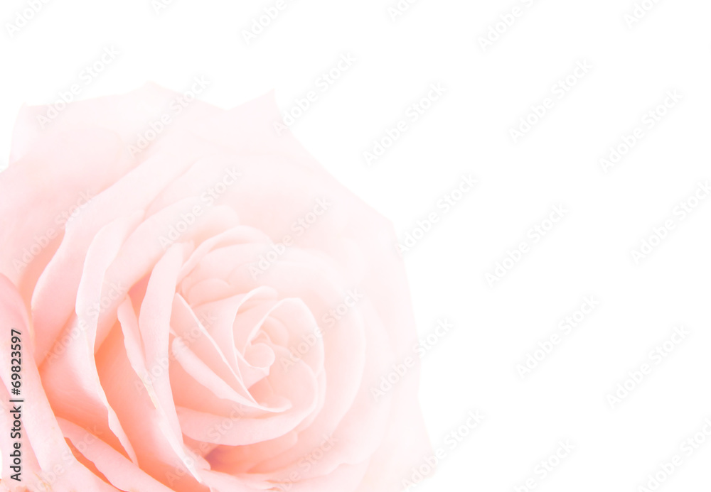 Obraz premium Beautiful pink rose isolated on white