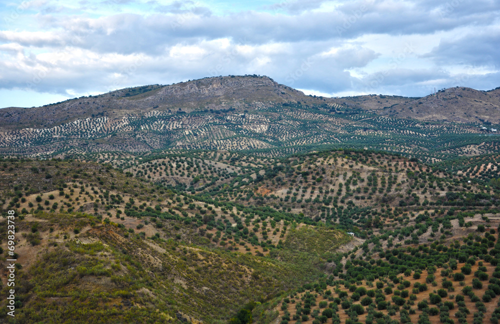 Priego de Córdoba, olivares, terreno cultivado, agricultura