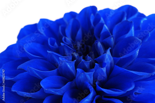 Fototapeta Naklejka Na Ścianę i Meble -  Beautiful blue flower close-up