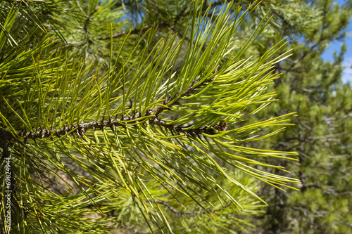 Closeup of green pine needles