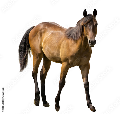 Horse Isolated