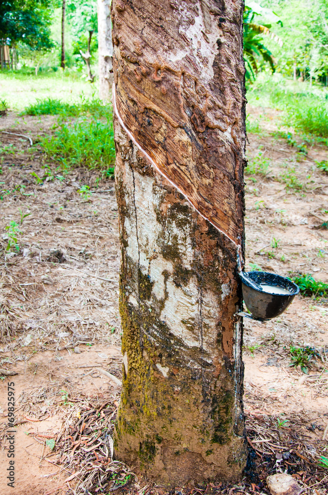 White latex extracted from a rubber tree White latex extracted from a rubber tree