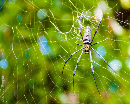 Large tropical spider in the web