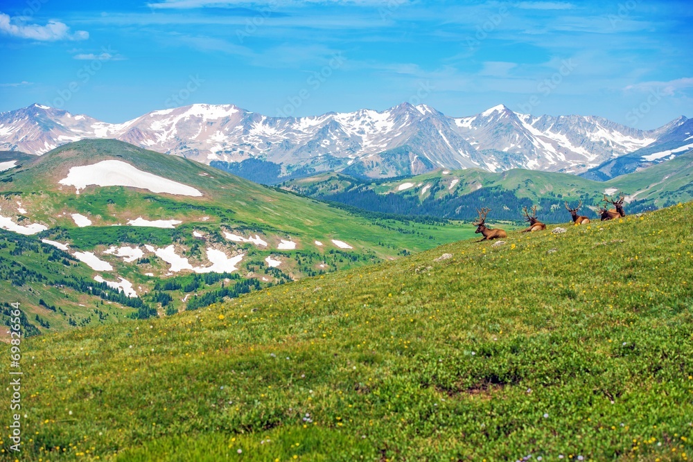 Colorado Panorama with Elks