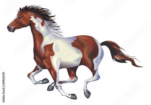 Fototapeta Naklejka Na Ścianę i Meble -  Galloping Spotted Horse