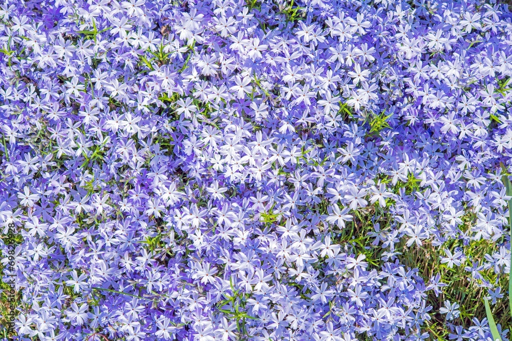 Obraz premium Violet Flowers Background