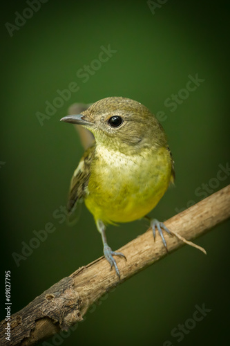 Portrait of Female yellow-rumped flycatcher photo