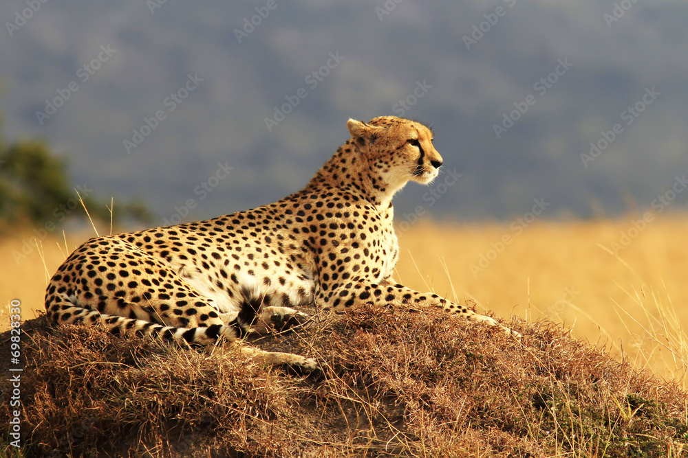 Cheetah on the Masai Mara in Africa - obrazy, fototapety, plakaty 
