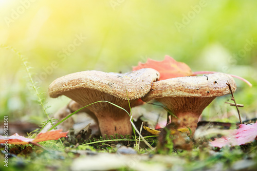 Paxillus mushroom growing on the forest edge