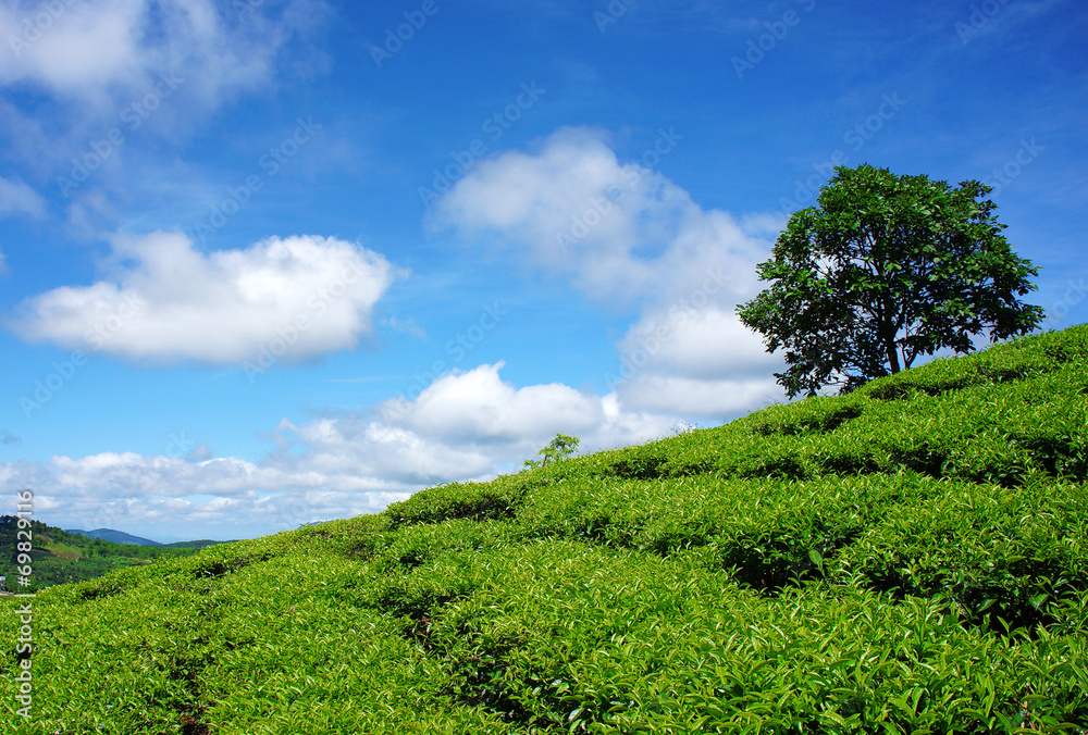 Lonely tree, tea hill, Dalat countryside