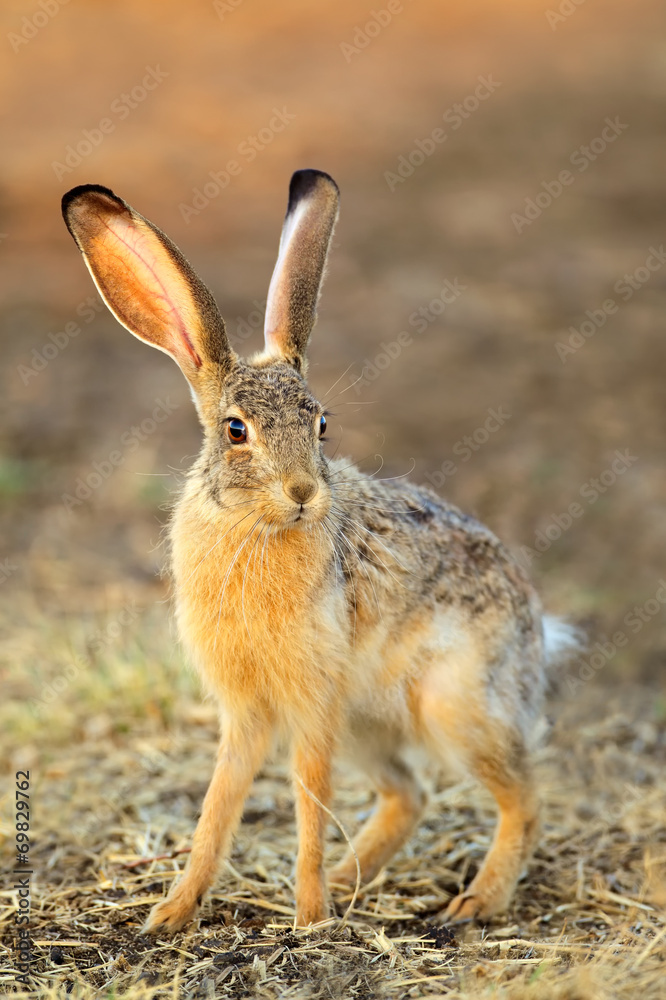 Scrub hare (Lepus saxatilis) in natural habitat