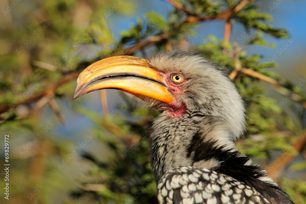 Obraz premium Yellow-billed hornbill