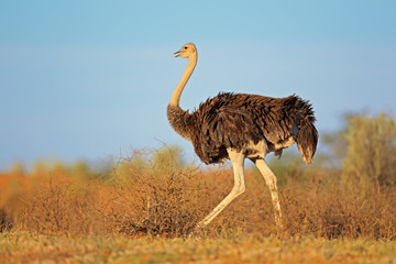 Plexiglas schilderij Struisvogel Vrouwelijke struisvogel in Kalahari woestijn  © EcoView