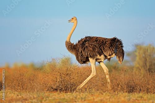 Female ostrich, Kalahari desert