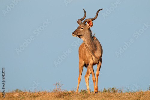 Kudu antelope against a blue sky