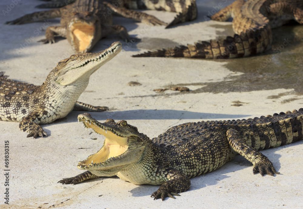 Fototapeta premium Crocodile agape. Shot in Samut Prakan Crocodile Farm and Zoo. Sa